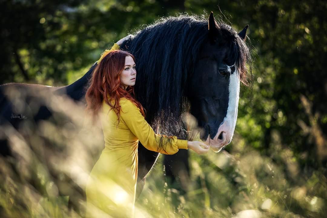 Shire Horse Shooting